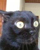 Аватар користувача