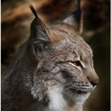 Аватар користувача