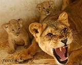 Аватар користувача